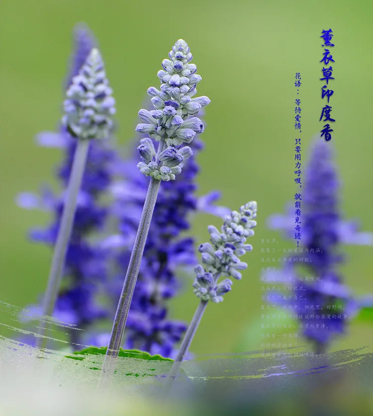 20pcs/set Home Fragrance Stick Incense Indian Royal Lavender Sandalwood gardenia Burning Artificial Scent  for Healthy Yoga Room