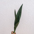 No Watering Required Artificial Snake Plant Indoor Decoration Easy Setup Long-Lasting Quality Sturdy Materials