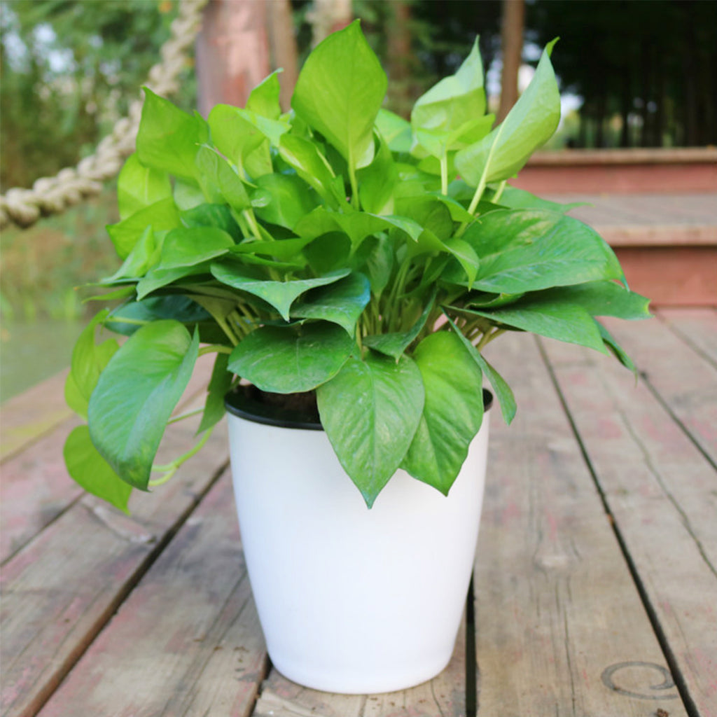 6Pcs Self Watering Pots With Cotton Rope for Indoor Plants 4.7 Inch Self Watering Flower Pot Decorative Garden PP Planter