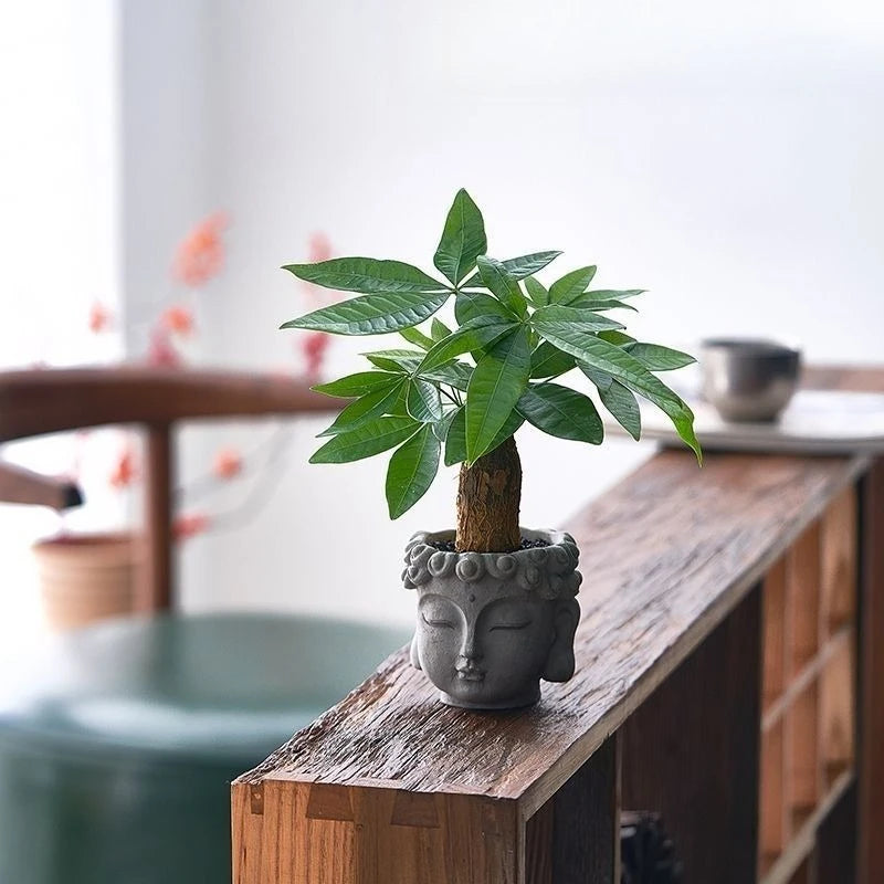 Xiaopan Bodhi Potted Plant Fruit Bodhi Tree Indoor Lucky Green Plant Bonsai Plant
