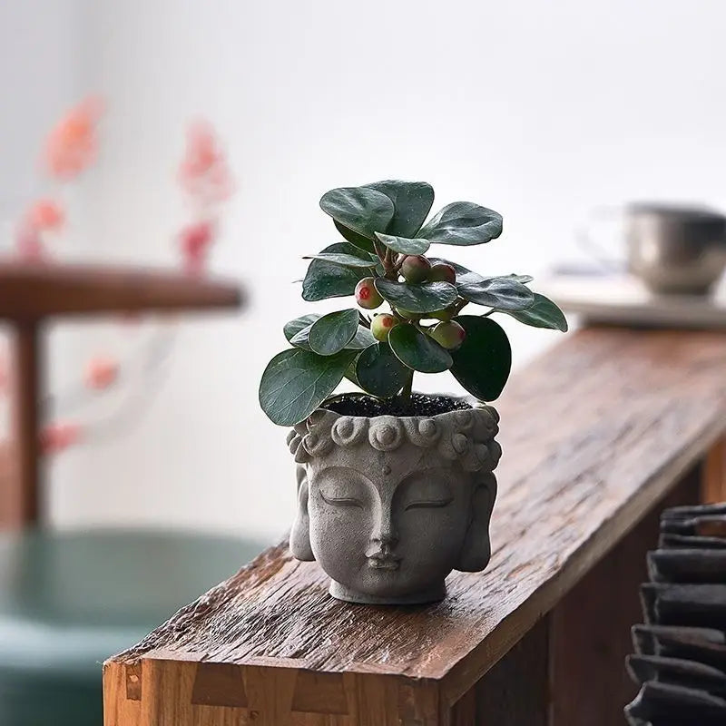 Xiaopan Bodhi Potted Plant Fruit Bodhi Tree Indoor Lucky Green Plant Bonsai Plant