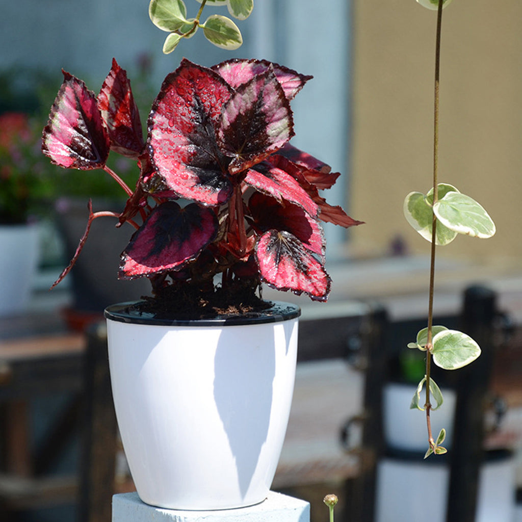 6Pcs Self Watering Pots With Cotton Rope for Indoor Plants 4.7 Inch Self Watering Flower Pot Decorative Garden PP Planter