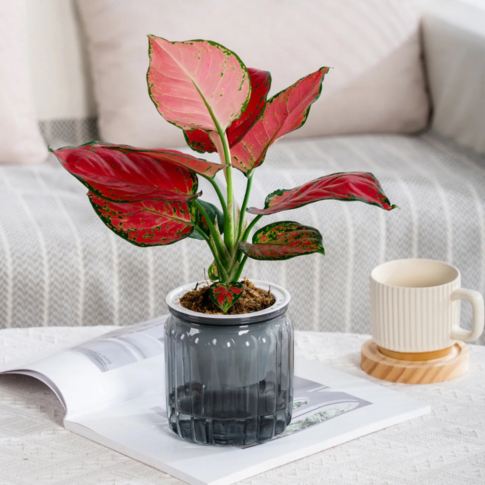 Modern Self-Watering Planters Indoor Translucent Stylish Minimalist Flower Container Home Decor Office Desk Plants Vases Gift