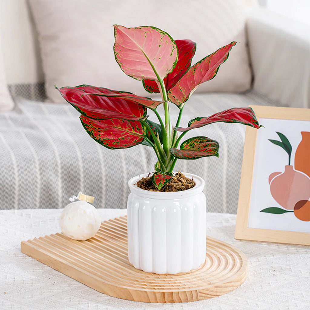 Modern Self-Watering Planters Indoor Translucent Stylish Minimalist Flower Container Home Decor Office Desk Plants Vases Gift