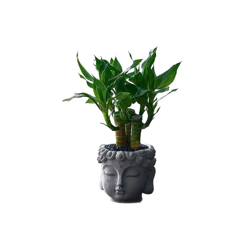 Xiaopan Bodhi Potted Plant Fruit Bodhi Tree Indoor Lucky Green Plant Bonsai Plant