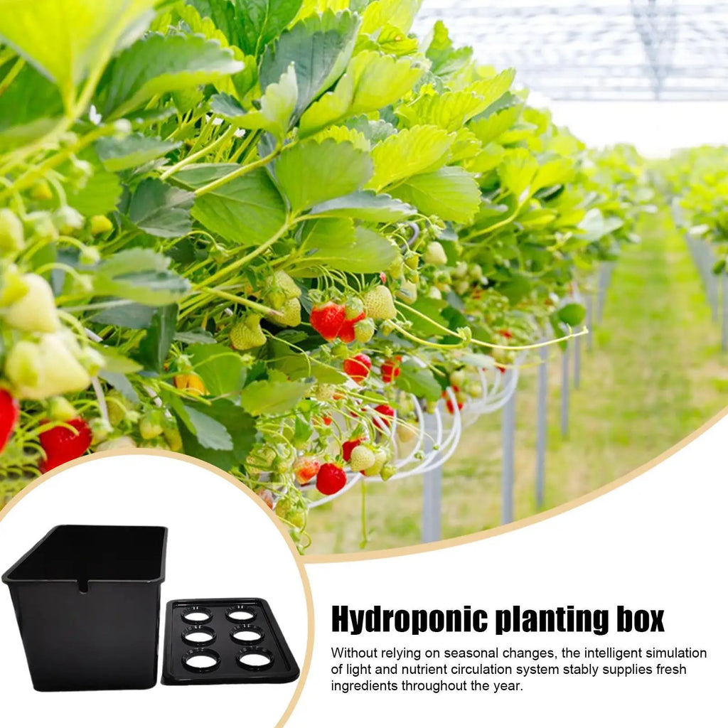 Indoor Hydroponic Planting Kit Complete Seedling Box for Growing Lettuce, Flowers on Balcony, in Apartments & Hotels