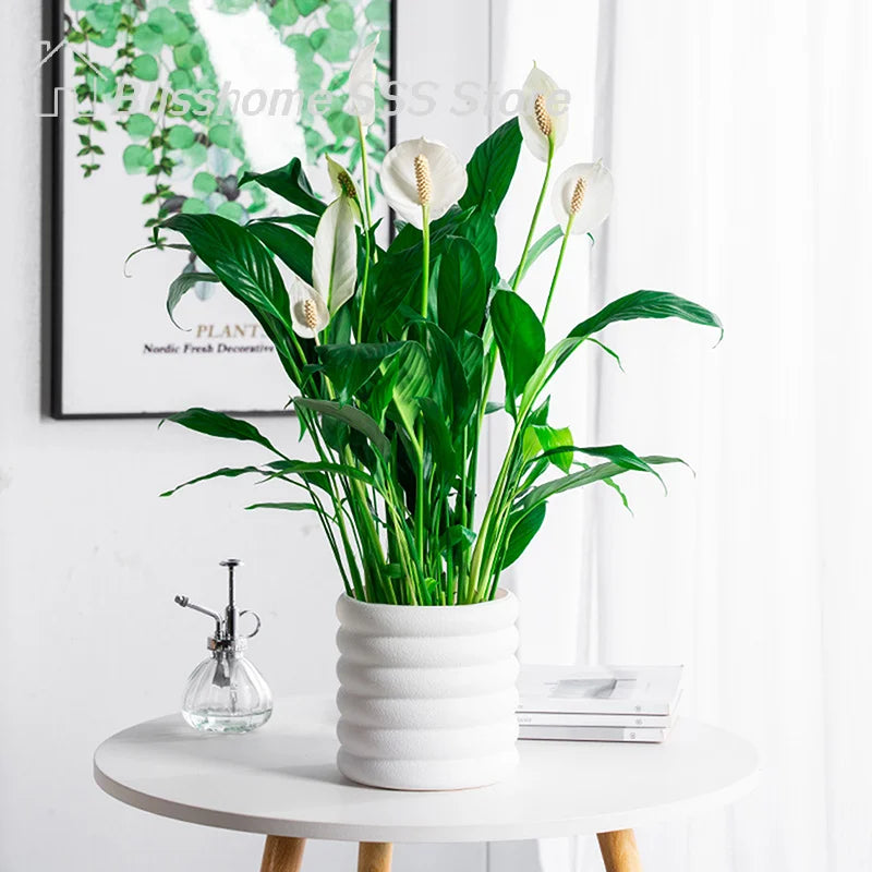 【S】Planters Indoor Plants Pots Indoor Office For Flower Multipurpose Planters For And Vegetable For Plants Pot High