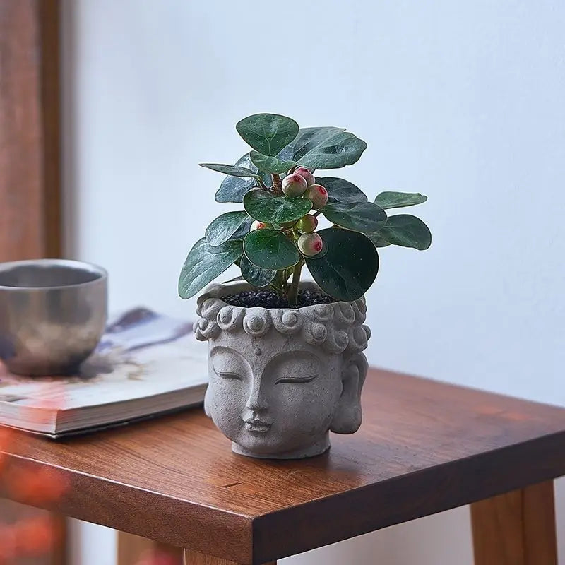 Xiaopan Bodhi Potted Plant Fruit Bodhi Tree Indoor Lucky Green Plant Bonsai Plant
