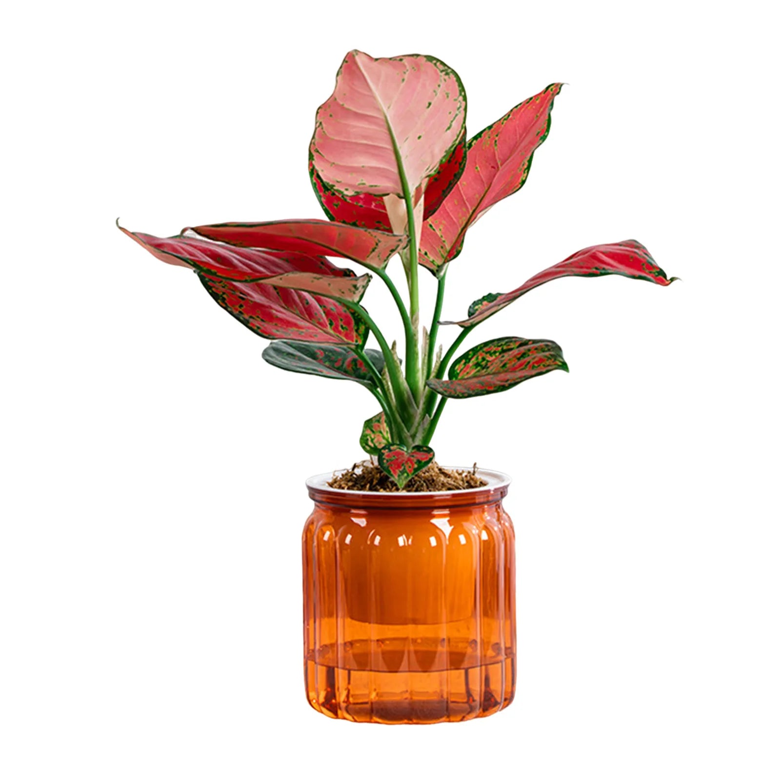 Modern Self-Watering Planters Indoor Translucent Stylish Minimalist Flower Container Home Decor Office Desk Plants Vases Gift