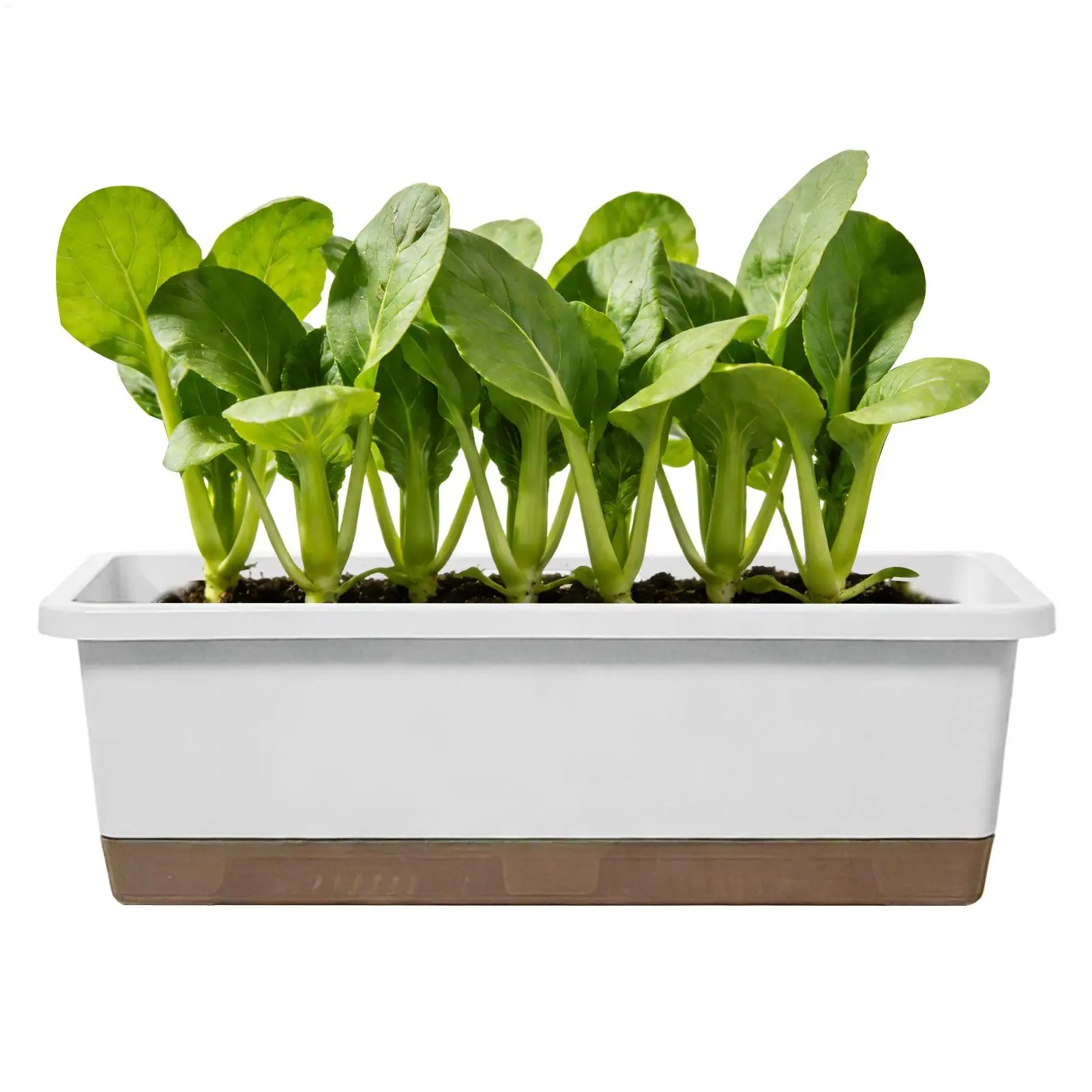 Self-watering planter for indoor and balcony vegetable growing, Suitable for cuttings, seedlings, herbs, African violets