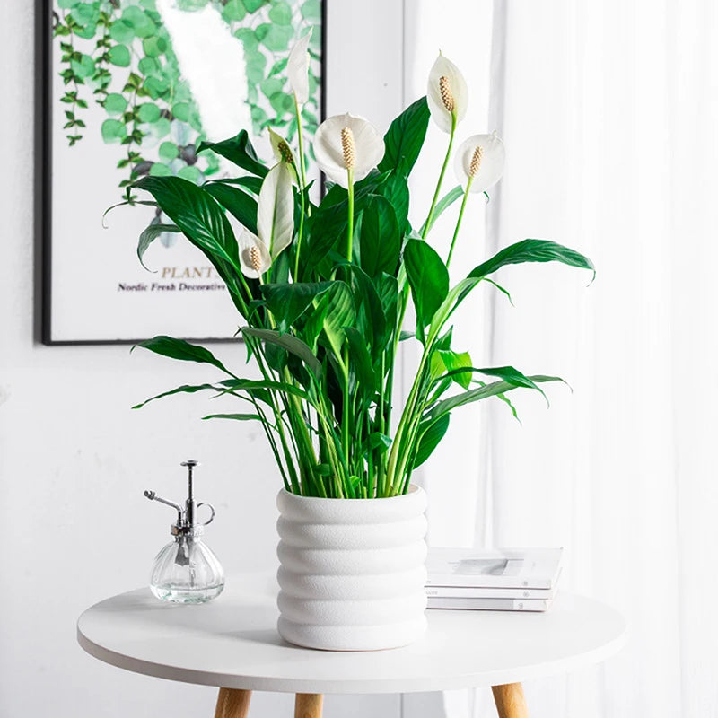 【S】Planters Indoor Plants Pots Indoor Office For Flower Multipurpose Planters For And Vegetable For Plants Pot High