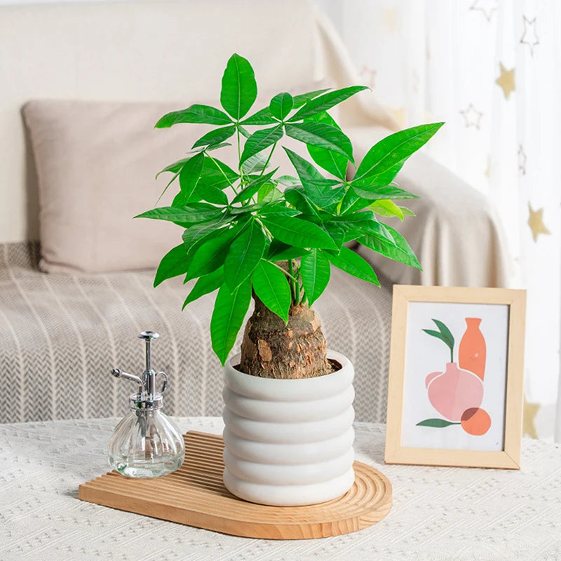 【S】Planters Indoor Plants Pots Indoor Office For Flower Multipurpose Planters For And Vegetable For Plants Pot High
