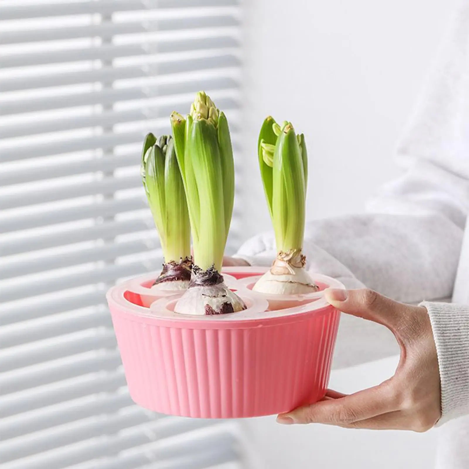 3-Hole Hydroponic Planter for Flower Bulbs, Glass Hyacinth Vase for Indoor Gardening, Elegant Planting Container for Living Room