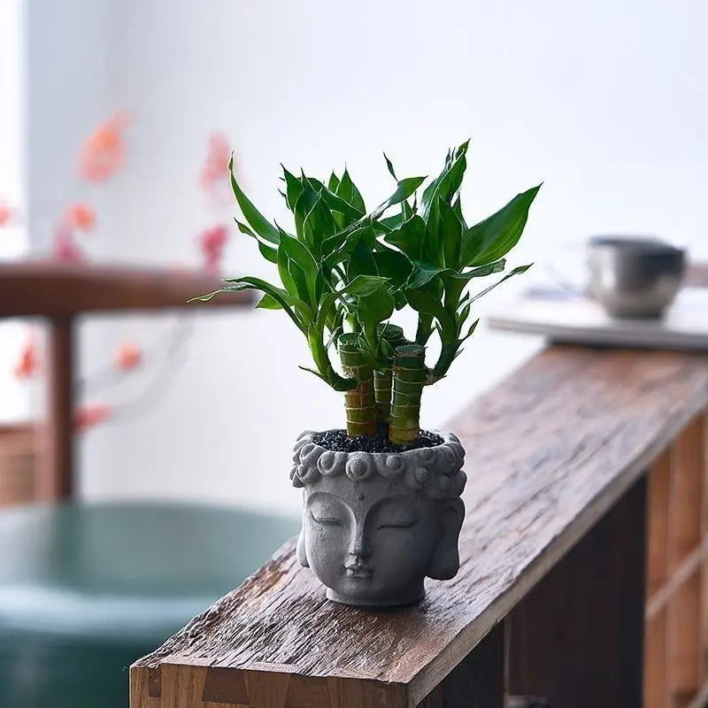 Xiaopan Bodhi Potted Plant Fruit Bodhi Tree Indoor Lucky Green Plant Bonsai Plant
