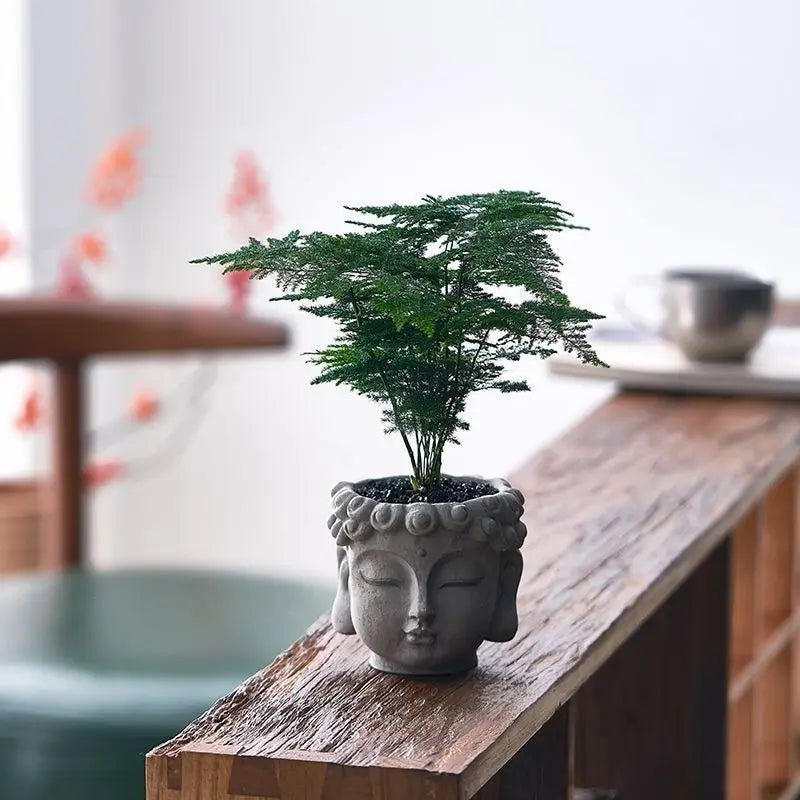 Xiaopan Bodhi Potted Plant Fruit Bodhi Tree Indoor Lucky Green Plant Bonsai Plant