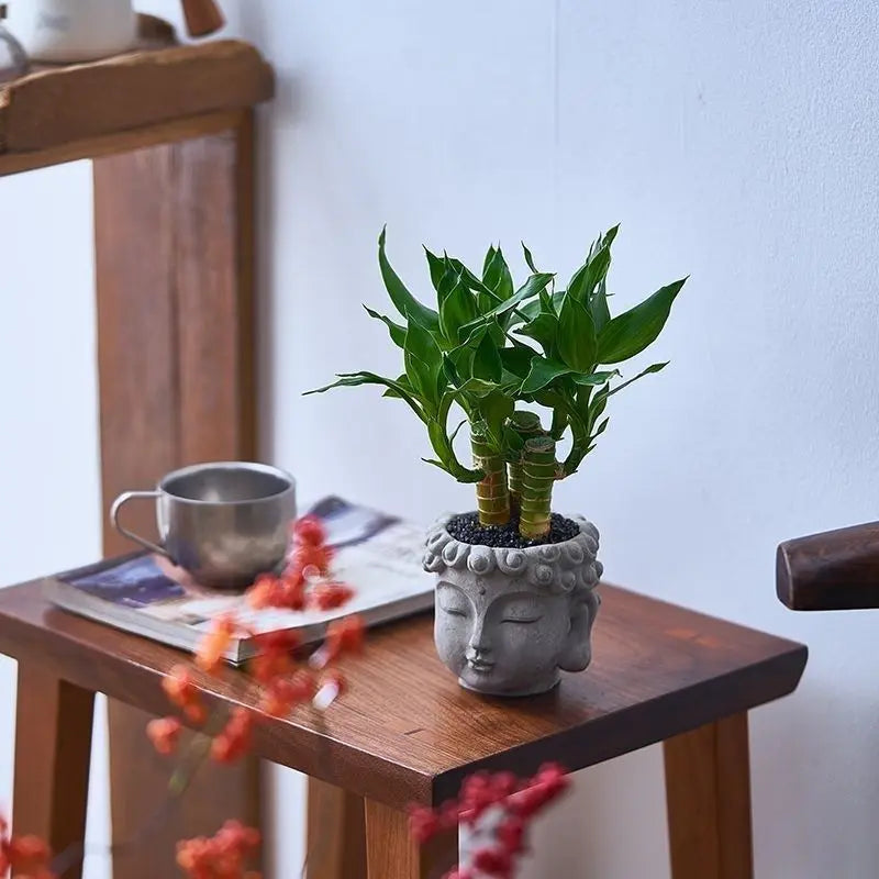 Xiaopan Bodhi Potted Plant Fruit Bodhi Tree Indoor Lucky Green Plant Bonsai Plant