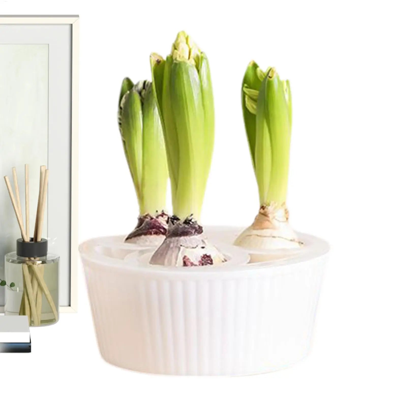 3-Hole Hydroponic Planter for Flower Bulbs, Glass Hyacinth Vase for Indoor Gardening, Elegant Planting Container for Living Room